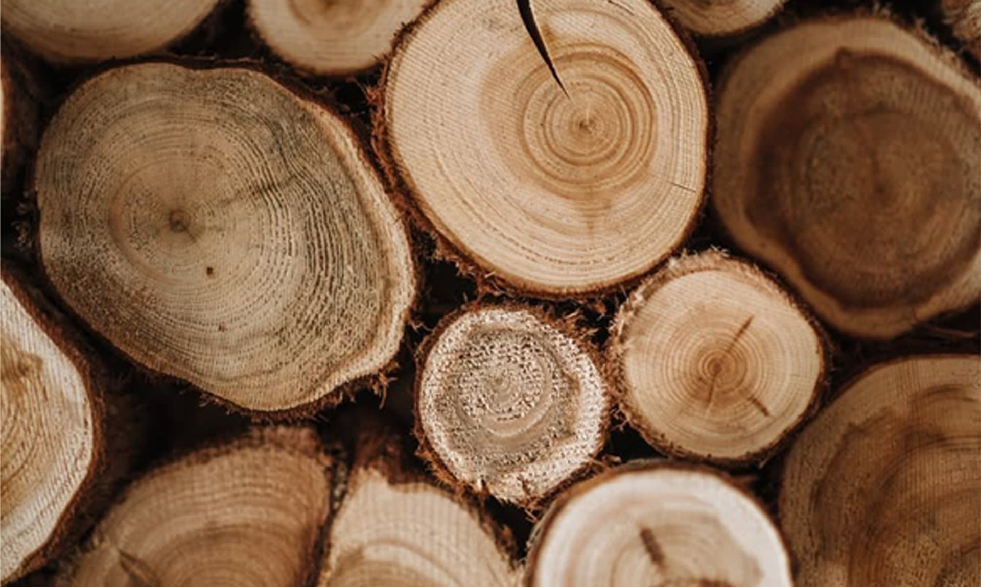 Stacked cross-sections of freshly cut timber logs